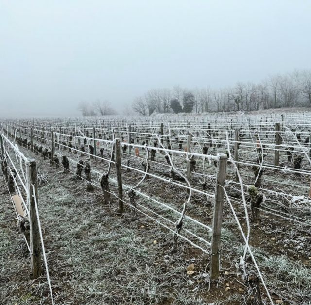 🥶

#vignes #vigneron #vigneronindependant #agencedecommunication #lesdivinescommunication #vin #communicationvin #vignobles #vigne #vignerons #vigneronsdenature #communicationvigneron #vinrouge #vinblanc #vinrosé #apéro #apéritif #degustation #degustationvin #gel