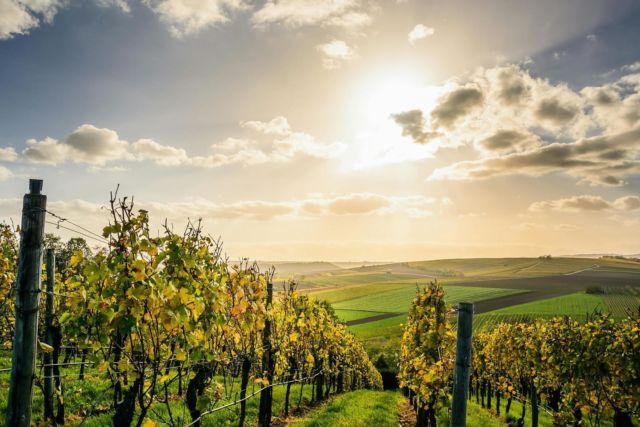 Nous vous souhaitons une très belle fête de la Saint-Vincent : que cette journée soit placée sous le signe de l’entraide, du partage et de la fête 🙌

#saintvincent #vignes #vigneron #vigneronindependant #agencedecommunication #lesdivinescommunication #vin #communicationvin #vignobles #vigne #vignerons #vigneronsdenature #communicationvigneron #vinrouge #vinblanc #vinrosé #apéro #apéritif #degustation #degustationvin